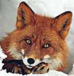 Аватара пользователя