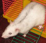 Аватара пользователя