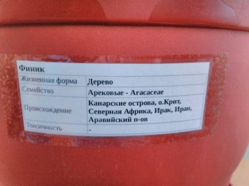 наклейка на горшок